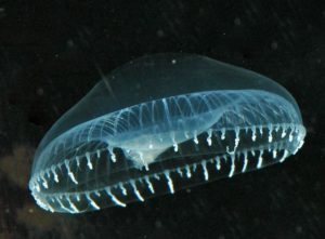 Stomaster canariensis jellyfish