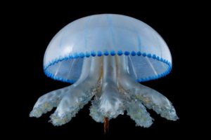Stomaster canariensis jellyfish