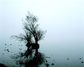 a picture of a tree emerging from mist or water